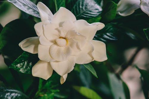 Kostnadsfri bild av blåklocka, blomma, blomning