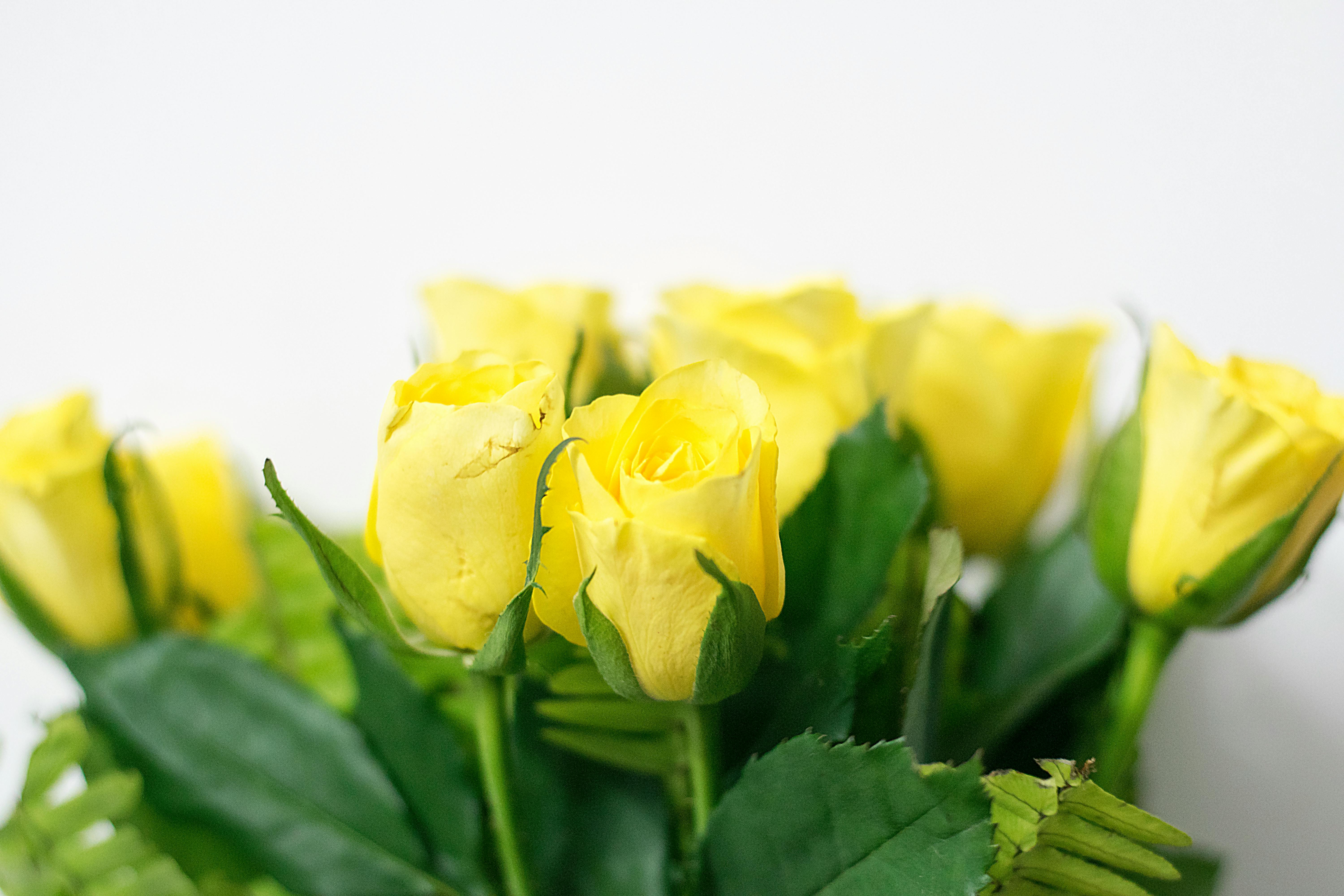 Free stock photo of beautiful flowers, yellow, yellow flower