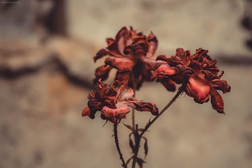 Kostnadsfri bild av aromatisk, blomma, dagsljus