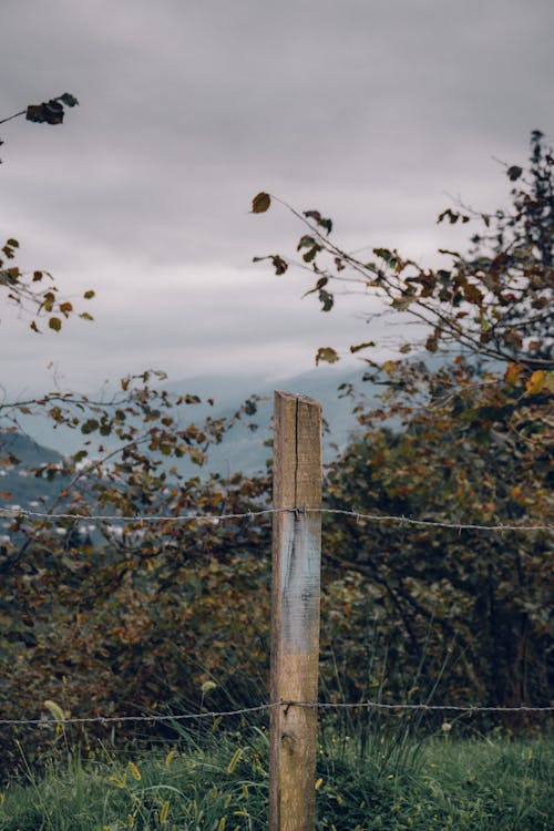 A Fence Post with Barbed Wire