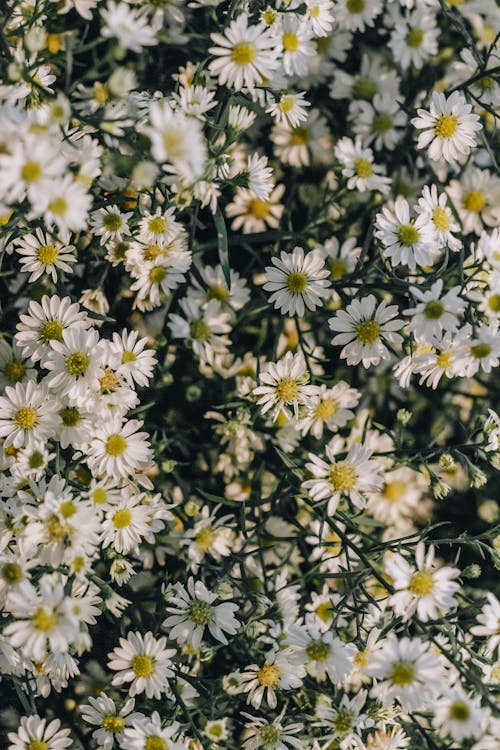 Photo of White Flowers · Free Stock Photo