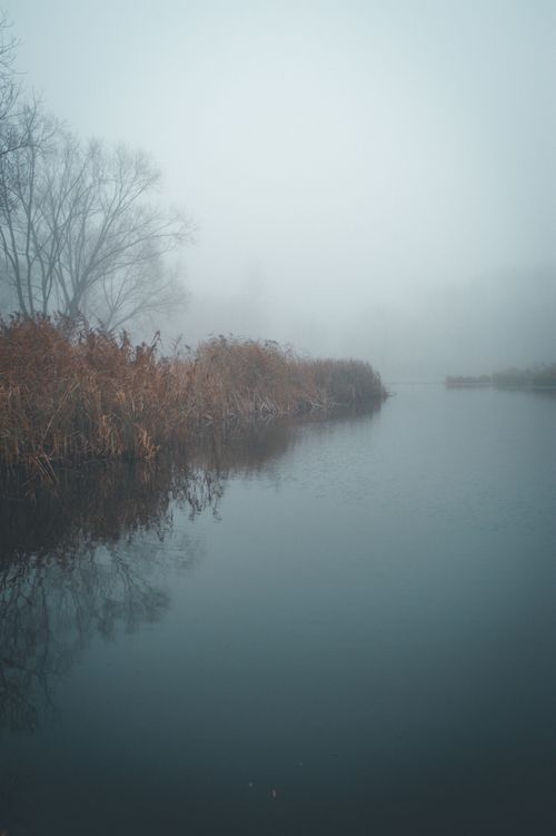 Free A tranquil foggy lake surrounded by reeds and bare trees, immersed in mist at dawn. Stock Photo