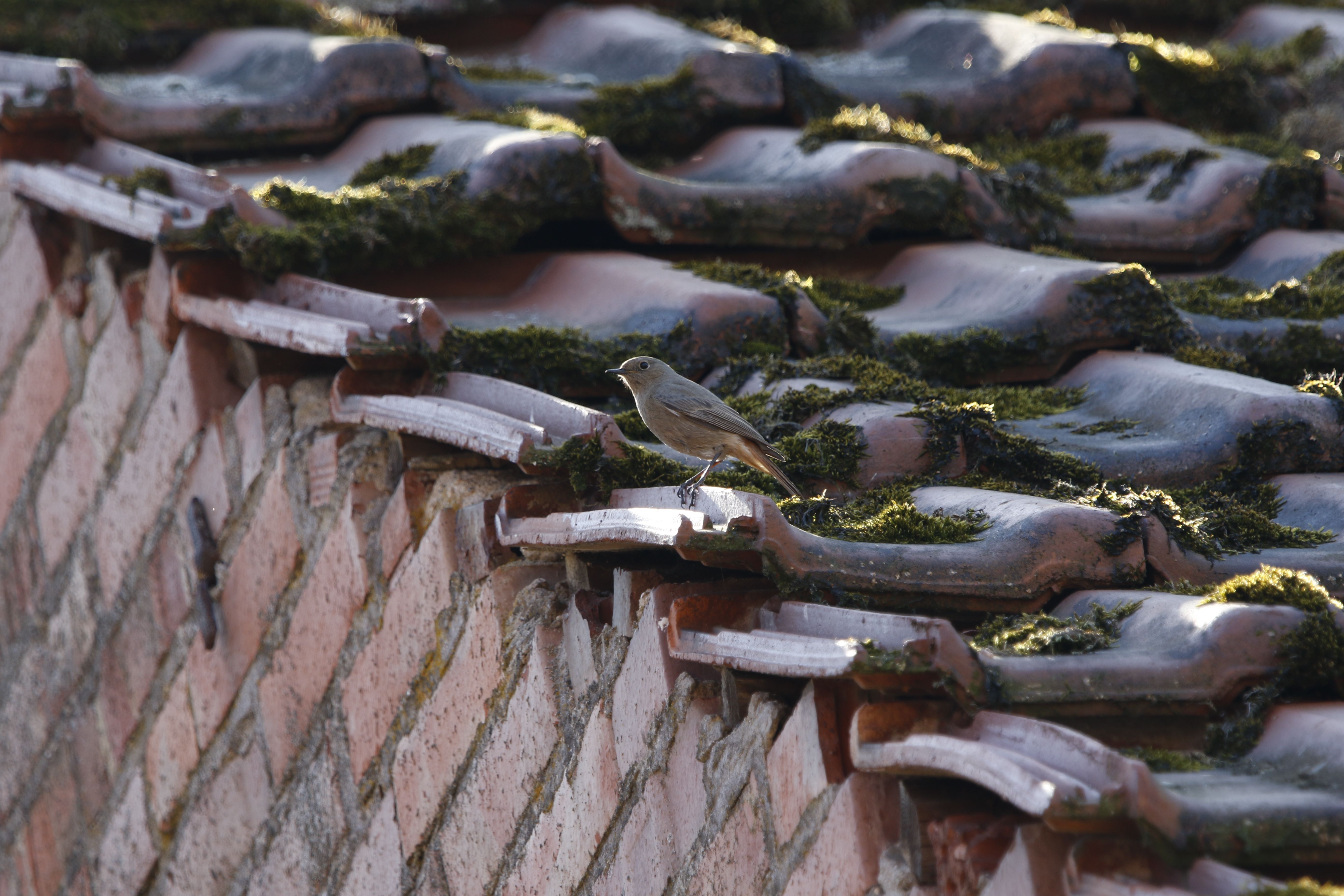 Tile Roof Moss & Algae Removal in Walnut, CA