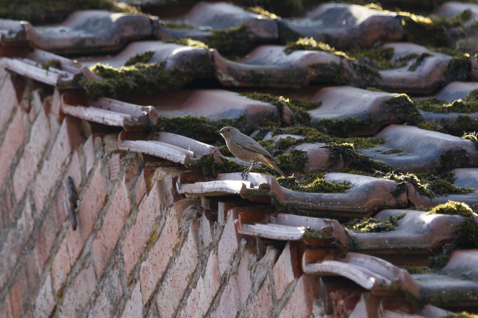 Roof tiles with green moss growth