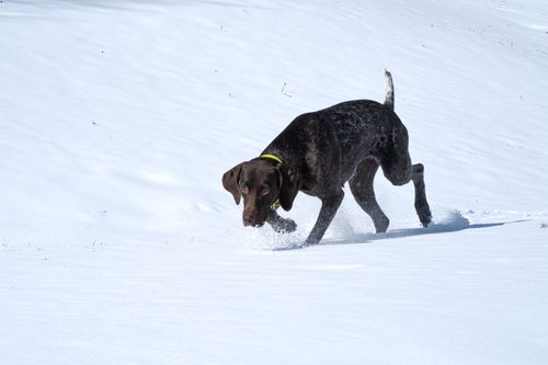 Free German Shorthaired Pointer dog enjoying playtime in snowy winter landscape. Stock Photo