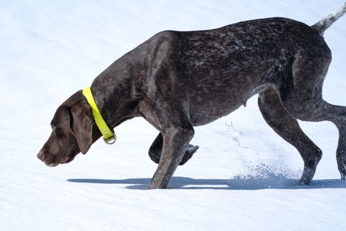 Free A German Shorthaired Pointer with a yellow collar explores snowy terrain during winter. Stock Photo