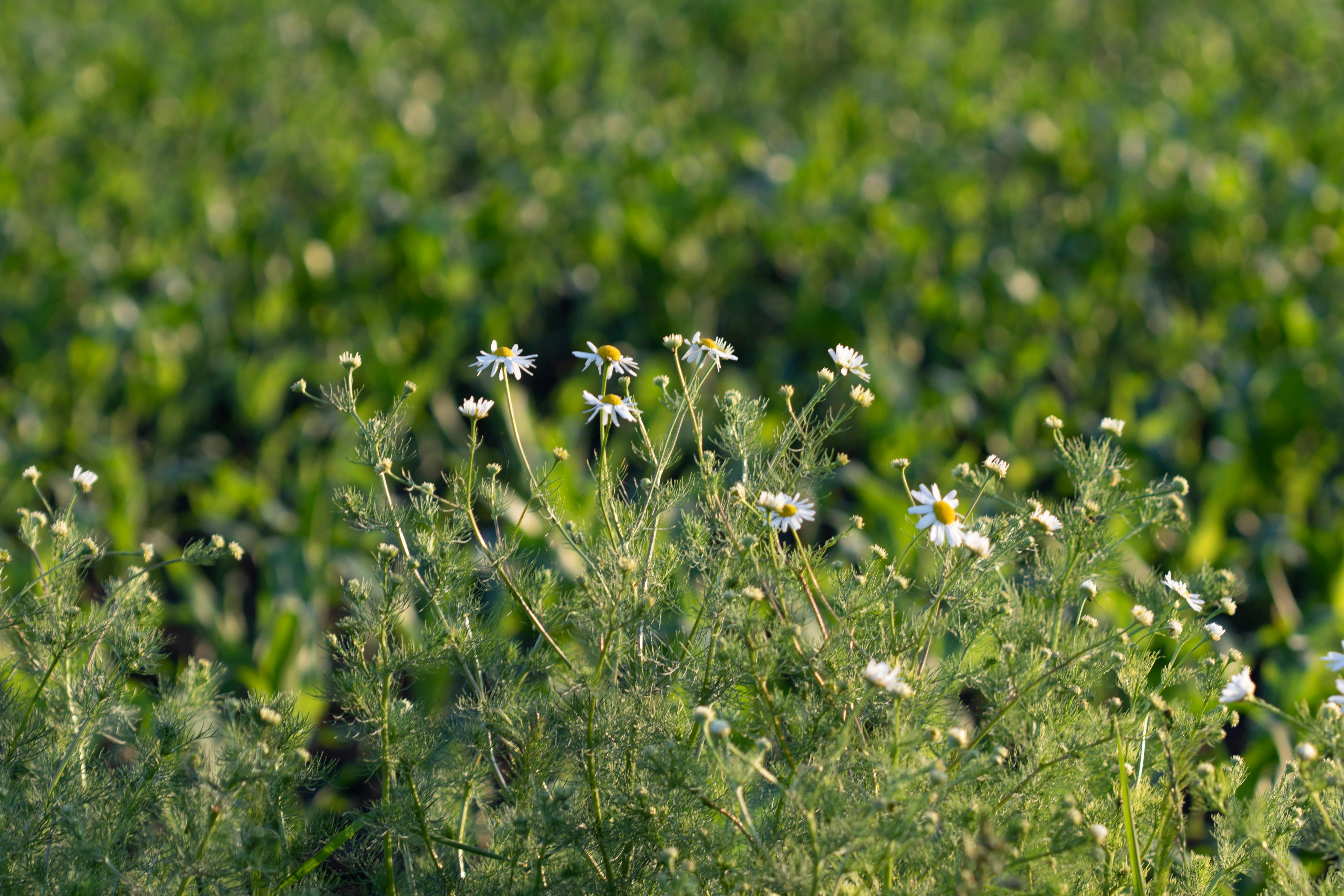 Defining Herbal Teas: A Comprehensive Exploration