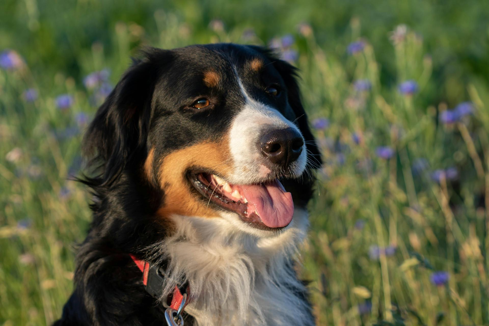 A Close-Up Shot of a Bernese Mountain Dog