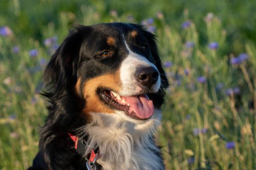 Free Charming Bernese Mountain Dog in a sunlit field of wildflowers, radiating joy. Stock Photo