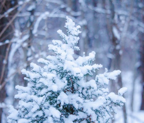 눈이 덮여, 배경을 흐리게, 셀렉티브 포커스의 무료 스톡 사진
