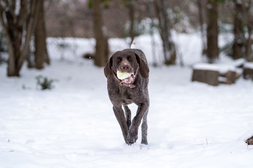 Free A lively brown dog fetches a ball in a snow-covered forest setting. Stock Photo