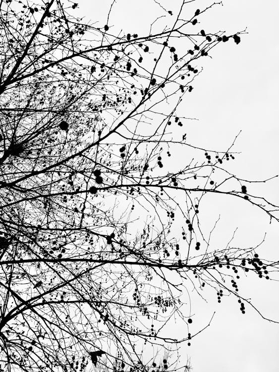 Grayscale Photography of Leafless Tree