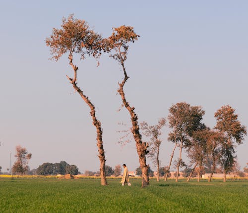 Základová fotografie zdarma na téma osoba chůze, pastvina, stromy