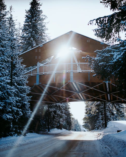 Footbridge on the Road Between Snow Covered Trees