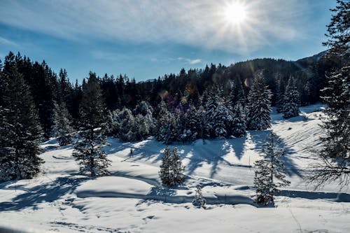 Snow Covered Field with Pine Trees 