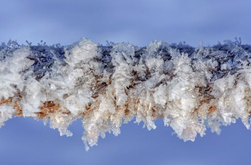 бесплатная Бесплатное стоковое фото с дерево, зима, крупный план Стоковое фото