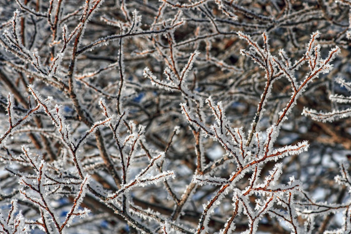 Frosted Branches · Free Stock Photo