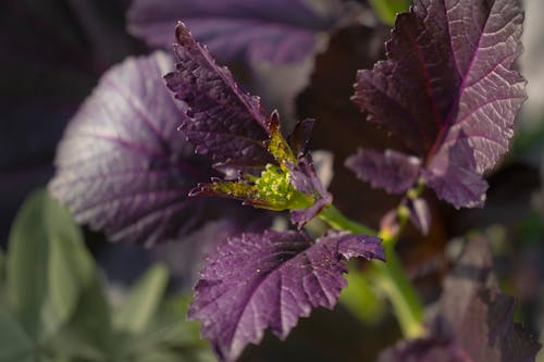 Základová fotografie zdarma na téma fialová, fialová kytka