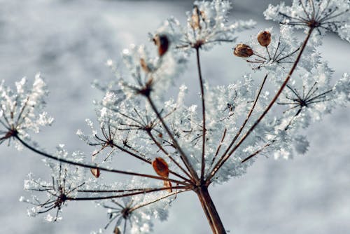 A Snow Covered Plant in Close-up photography