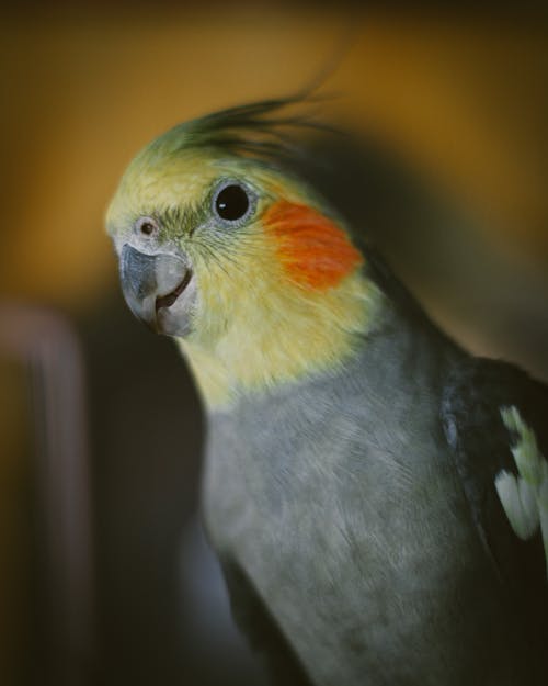 Nymph Parrot 