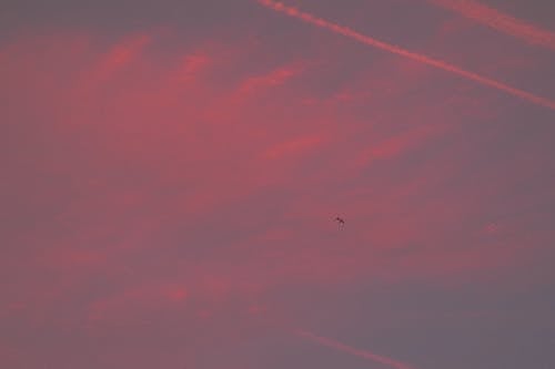 Bird Flying in the Sky
