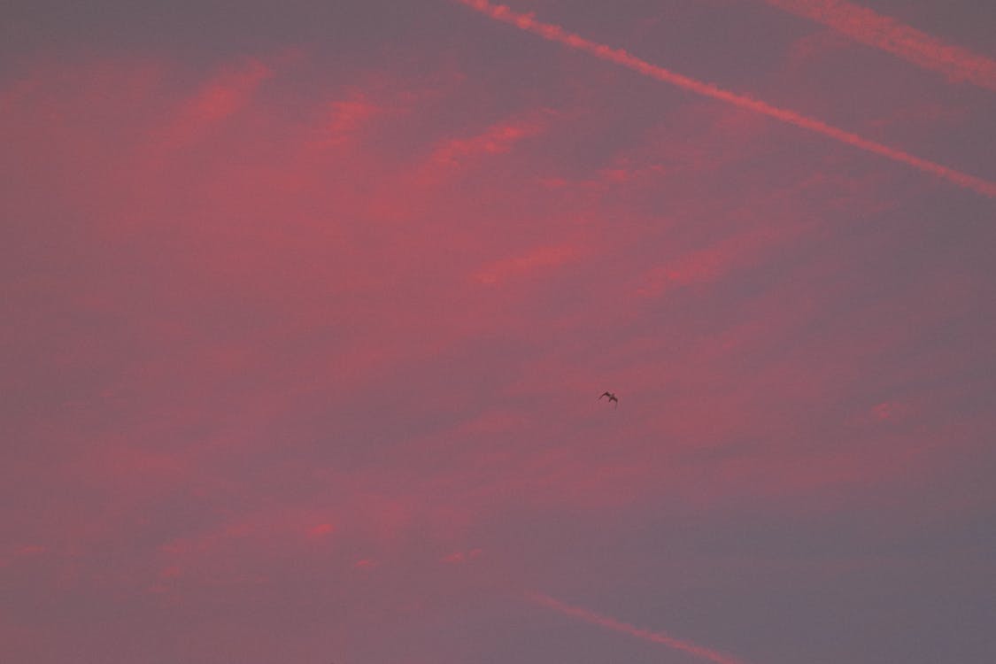 Bird Flying in the Sky