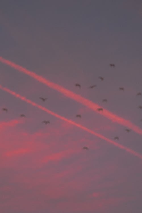 Photo of flying Birds during Dawn