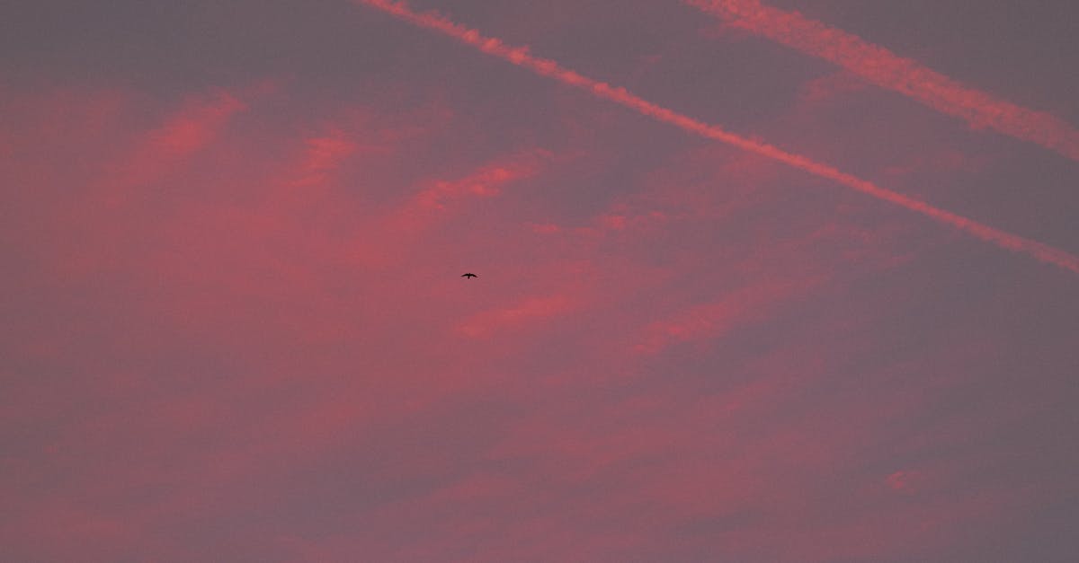 How to paint a simple bird flying