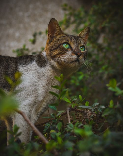 Free A striking close-up of a cat among lush greenery, highlighting its piercing green eyes. Stock Photo