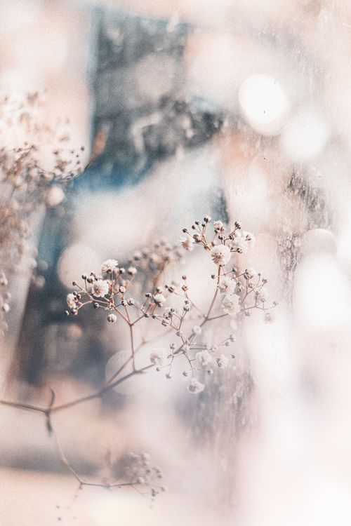 Free Close-up of delicate winter flowers through frosted glass, creating a soft, dreamy effect. Stock Photo