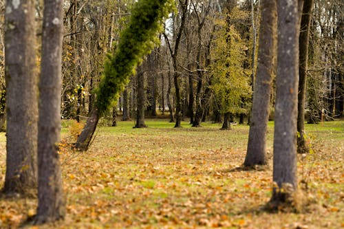 Kostnadsfria Kostnadsfri bild av fallna löv, höga träd, miljö Stock foto