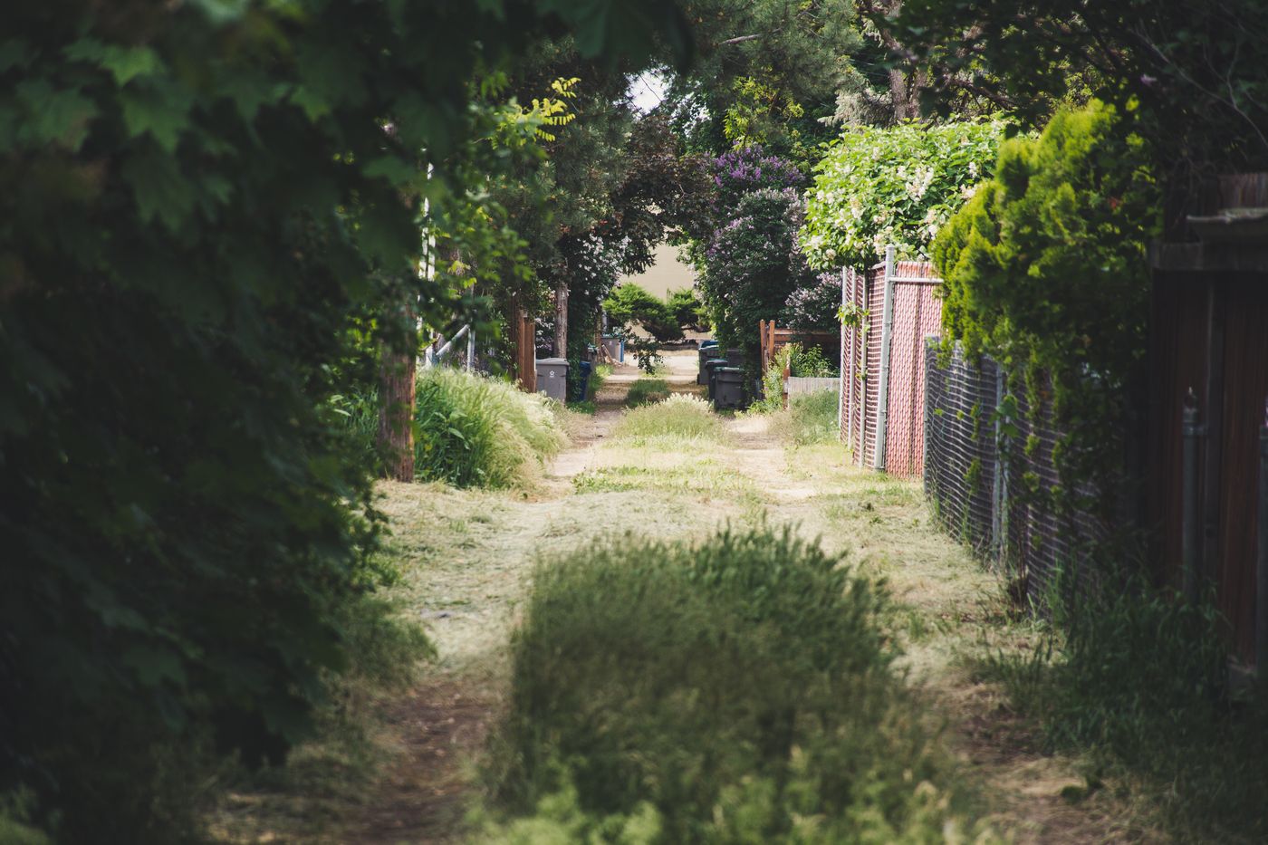Before: bare green grass field pathway