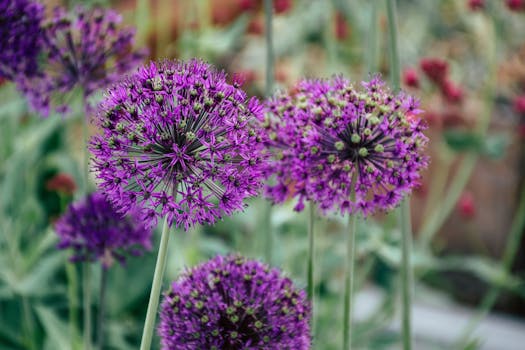 夏季花园里盛开的美丽紫色葱花特写