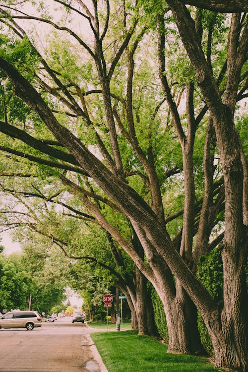 免费 灰色范附近的绿叶的树木 素材图片