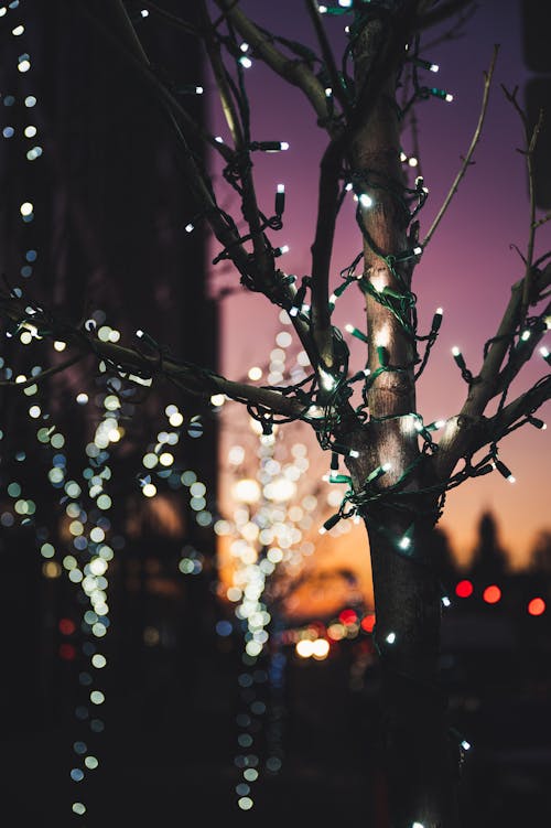 Close-up of a Branch Wrapped in String Lights