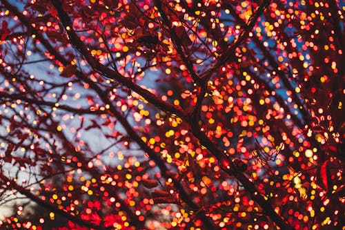 Close-up of Lights on a Branch