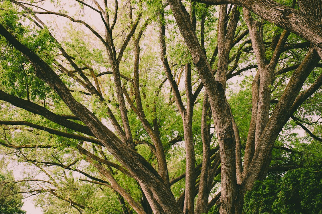 免费 白天的棕树 素材图片
