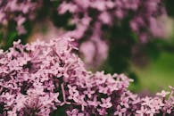 夏季盛开的丁香花郁郁葱葱，其细致的景观展现出鲜艳的色彩与自然之美