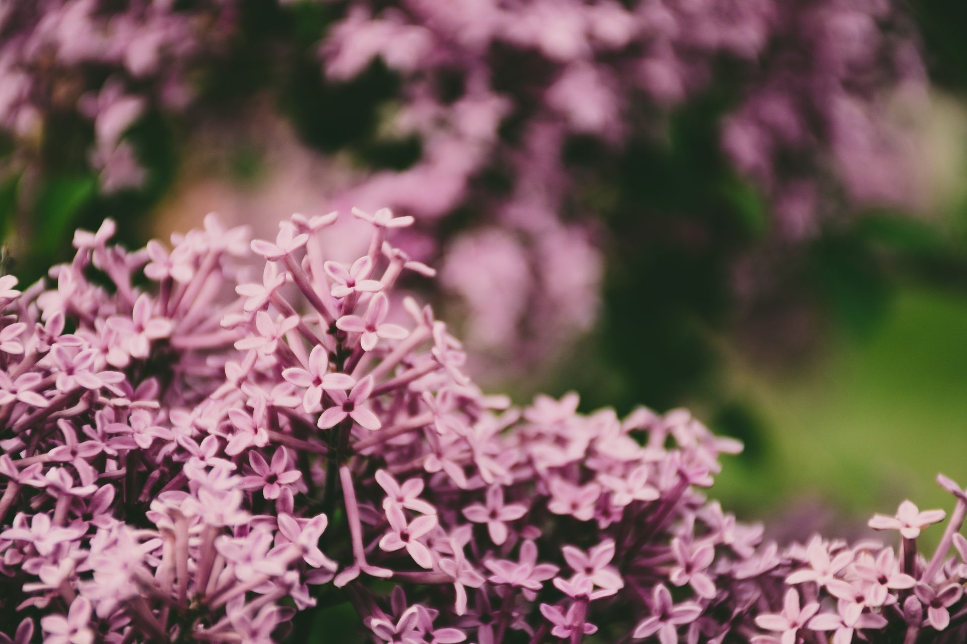 A detailed view of lush, blooming lilac flowers in summer, showcasing vibrant colors and natural beauty.