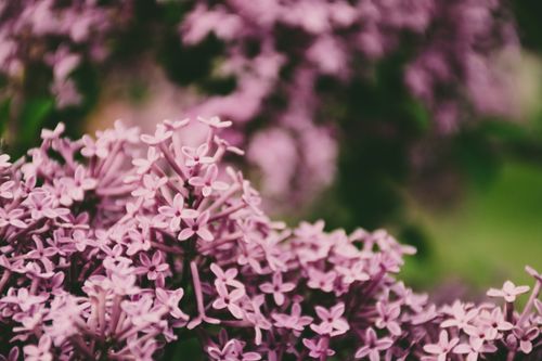 Free A detailed view of lush, blooming lilac flowers in summer, showcasing vibrant colors and natural beauty. Stock Photo
