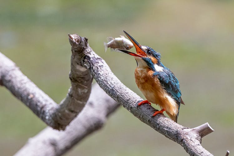 A River Kingfisher Bird With Small Fish On It's Beak