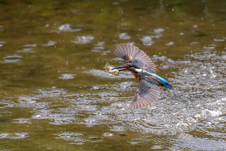 Common Kingfisher Catching Fish