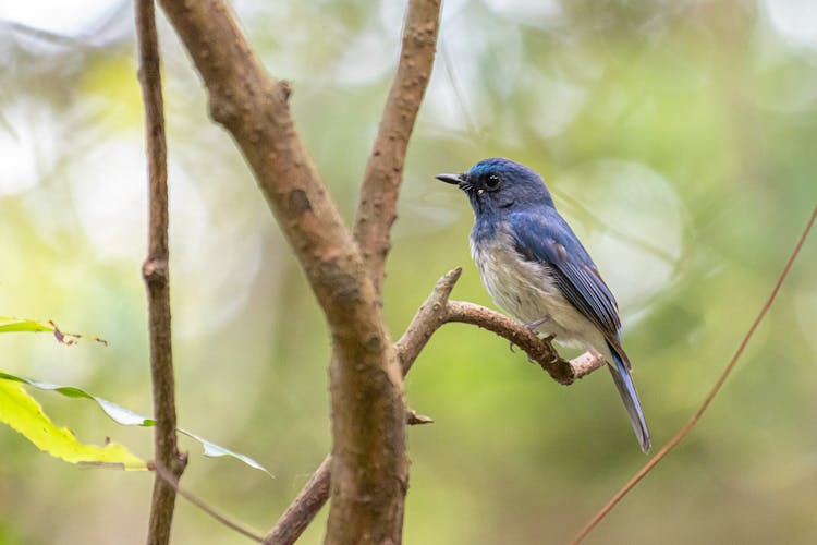 Blue And White Bird On Tree Branch