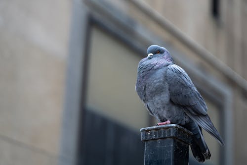 Free A Pigeon on a Post Stock Photo