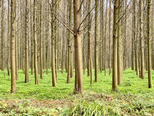 Photos gratuites de arbres à feuilles caduques, bois, environnement