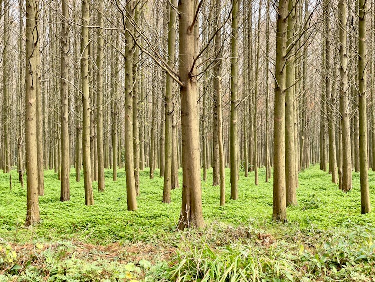 Deciduous Trees In A Forest