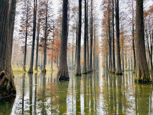 Free Trees Growing in Swamp Stock Photo