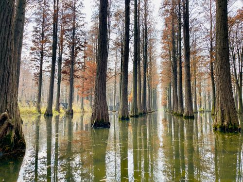 Free Captivating view of a calm forest swamp in Qingpu District, Shanghai with towering trees and reflections in the water. Stock Photo