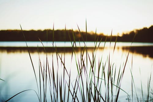 бесплатная Селективный фокус фотографии зеленой травы Стоковое фото