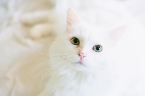 Fotobanka s bezplatnými fotkami na tému biela, biela mačka, biela tapeta